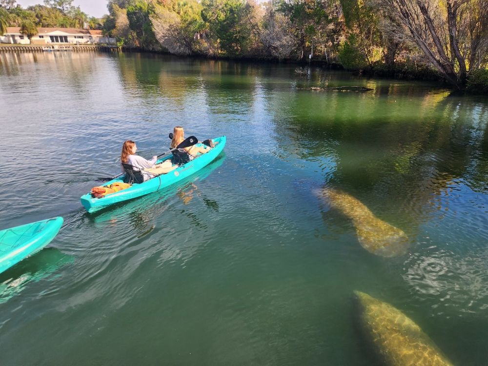 Guided Manatee Kayak Tours (Nov 15 - Mar 31) - Image 1
